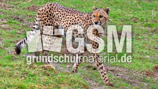 Gepard (5).jpg